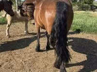 母马, Horses — 照片 4