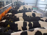 Toro, Russian Black pied cattle — foto 2