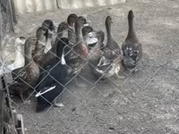 Ducks — 照片 3
