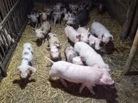 Säue, Schweine — Foto 6