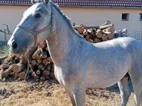 Hing, Lipizzaner — 4. fotó