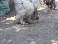 Chickens — zdjęcie 2