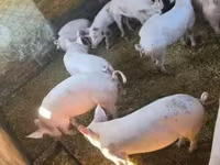 公猪, Pigs — 照片 3