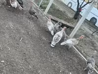 Turkeys — Foto 2