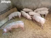 Süldőanya, Sertések — 5. fotó
