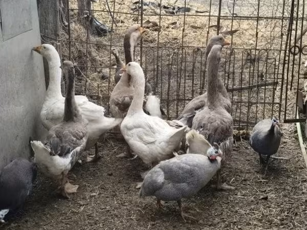 Geese