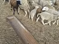 公羊, Sheep — 照片 8