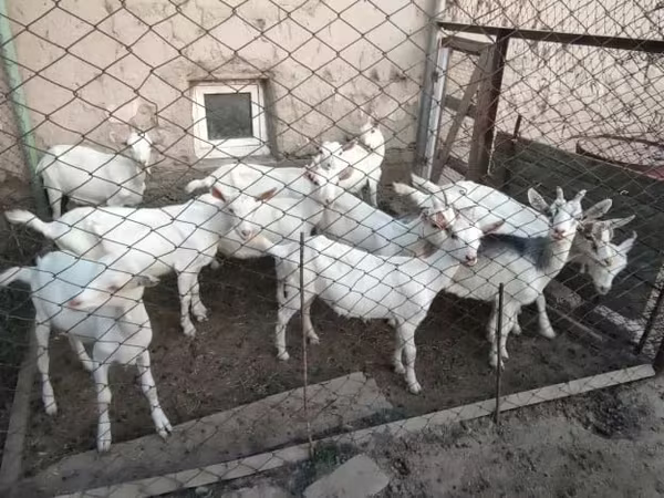 Kecskék (tétel, nem megadva), Saanen goat