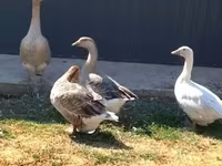 Geese — photo 3
