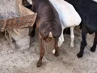 Goats (batch, sex not specified), Goats — photo 5