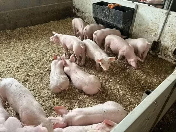 Pigs (batch, sex not specified), Pigs