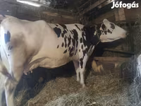 Kuh, Russian Black pied cattle — Foto 1