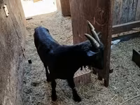 बकरा, Alpine goat — फ़ोटो 3