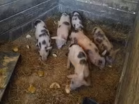 猪（批次，未指定性别）, Pigs — 照片 1