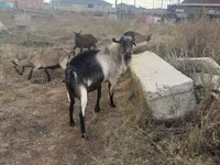 Bak, Alpine goat — 1. fotó
