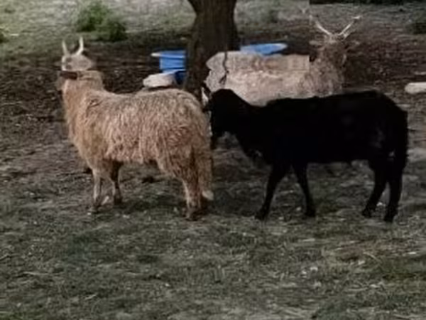 Ovce, Racka sheep — Maďarsko