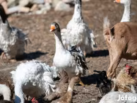 Geese — photo 5