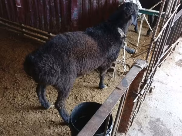 Қошқар, Hissar sheep
