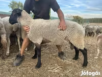 Kos, White Suffolk sheep — 1. fotó