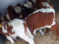 公牛, Simmental cattle — 照片 4