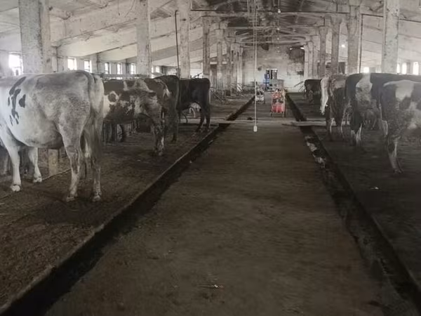 Vaca, Raça Holstein