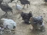 Guinea fowl — 2-сурет