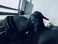 Kos, Hissar sheep — 2. fotó