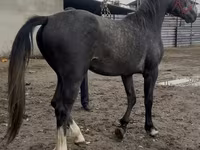 Kůň, Orlov Trotter — foto 5
