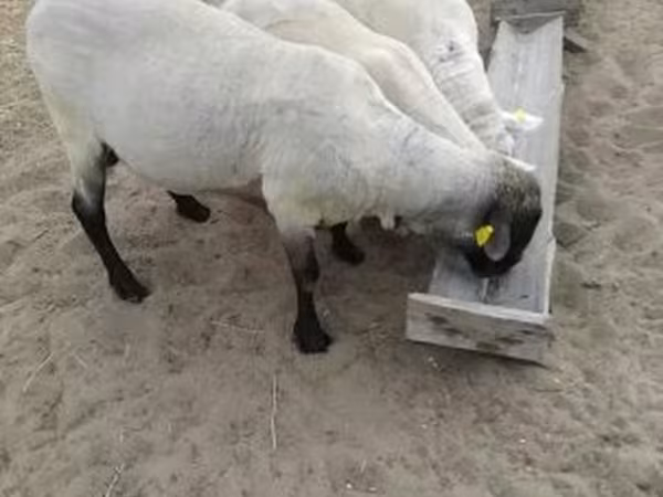 Widder, Tsigai sheep