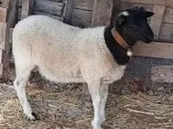 Ram, Dorper sheep