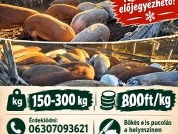 Eber, Schweine — Ungarn