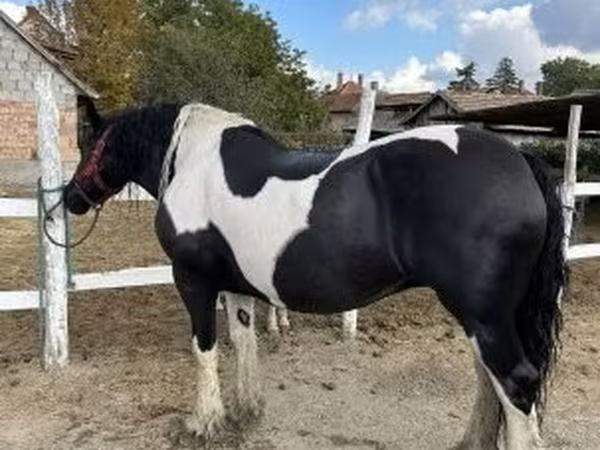 Mare, Gypsy horse