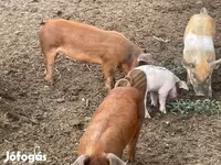 Eber, Schweine — Foto 2