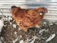 Silkie — 7. fotó