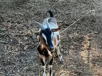 Goat, Goats — photo 4