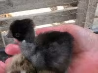 Chickens — Foto 3
