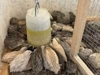 Quails — फ़ोटो 2