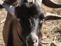 Теке, Alpine goat — 6-сурет