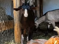 Kozel, Nubian Goat — foto 6