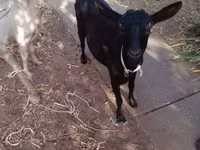 母山羊, Goats — 照片 6