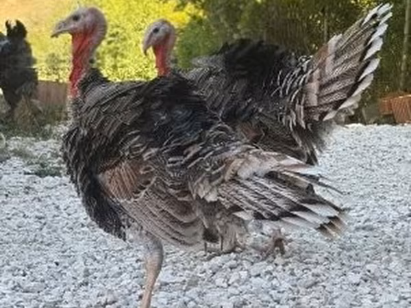 Turkeys