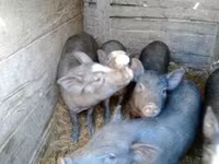 Boar, Pigs — photo 5