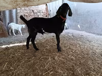 Billy Goat, Nubian Goat — photo 4
