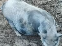 Sow, Pigs — photo 2
