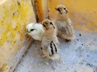 Silkie — 2. fotó