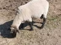 Kos, Tsigai sheep — 5. fotó
