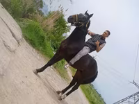 Hengst, Standardbred — Foto 1