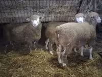 Kos, Ile-de-France sheep — 3. fotó