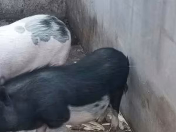 خنزيرة,  — هنغاريا