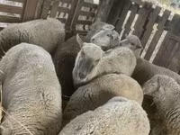 母羊, Blackheaded Persian sheep — 照片 8